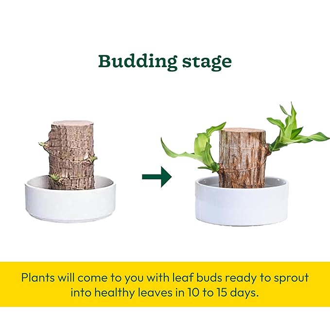 Lucky Brazil Wood Potted Plant, Pack of 2