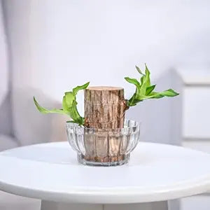 Lucky Brazil Wood Potted Plant, Pack of 2