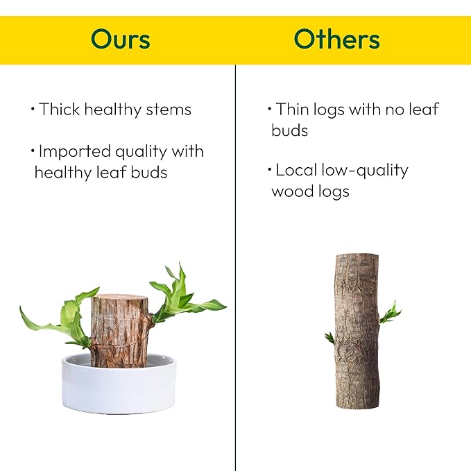 Lucky Brazil Wood Potted Plant, Pack of 2