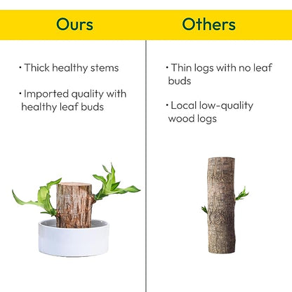 Lucky Brazil Wood Potted Plant, Pack of 2